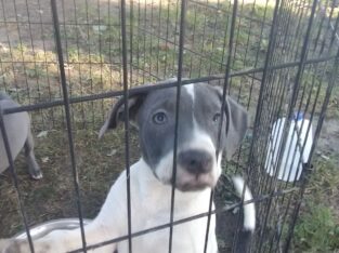 American Pitbull terrier puppies. Red nose and blu