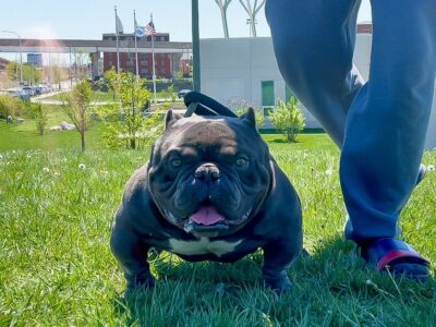 Exotic micro bully