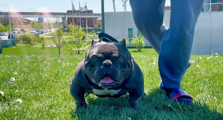 Exotic micro bully