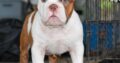 Exotic bully pup