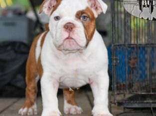 Exotic bully pup