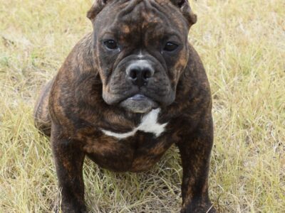 Exotic Bully Puppies