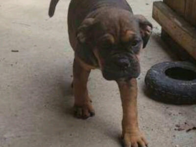 Olde English Bulldogge Blue Ribbon female Black Tr