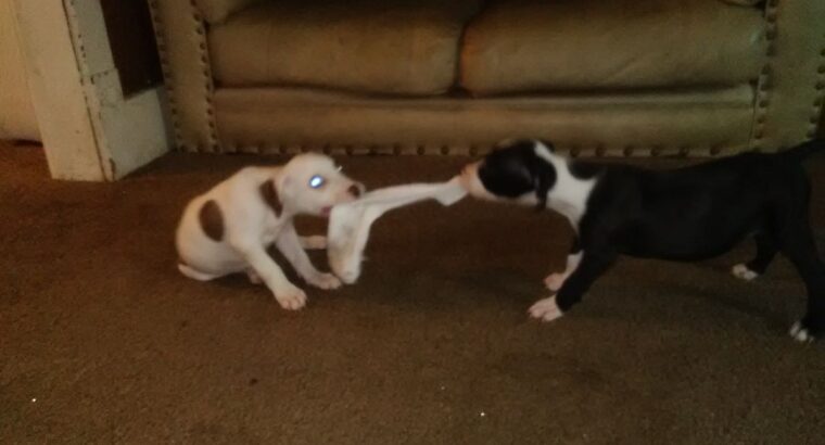 American Pitbull terrier puppies. Red nose and blu