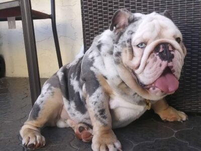 English bulldog available for stud service