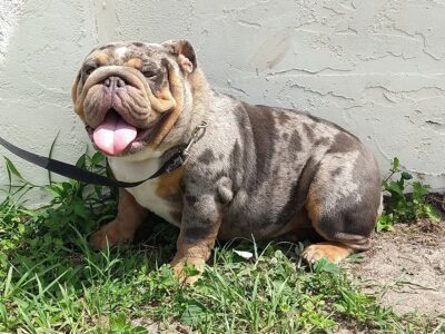 English bulldog available for stud service