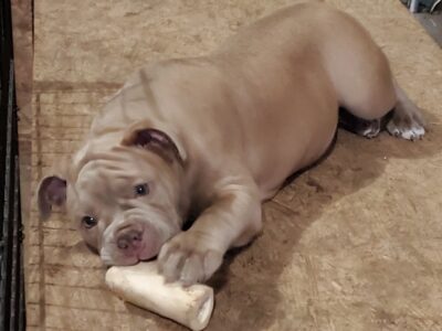 Pistol Annie, Olde English Bulldogge