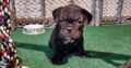 Micro Exotic American Bully Puppies For Sale
