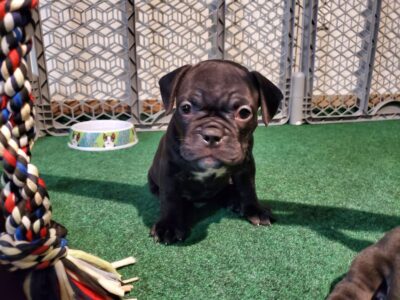 Micro Exotic American Bully Puppies For Sale