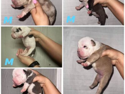 MICRO EXOTIC BULLIES