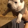Micro Exotic Bully Puppies