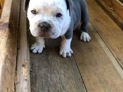 Male Micro Exotic Bully Puppy