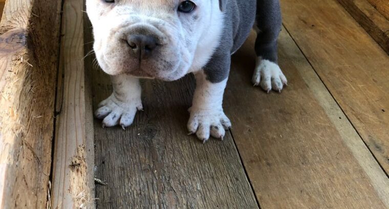 Male Micro Exotic Bully Puppy