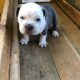 Male Micro Exotic Bully Puppy