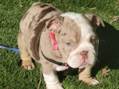 Merle English bulldog puppies