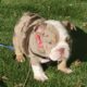 Merle English bulldog puppies