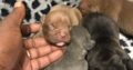 Exotic micro-pocket bullys UKC papers and ears cro