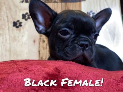 French Bulldog Puppys !!! 6 Left!