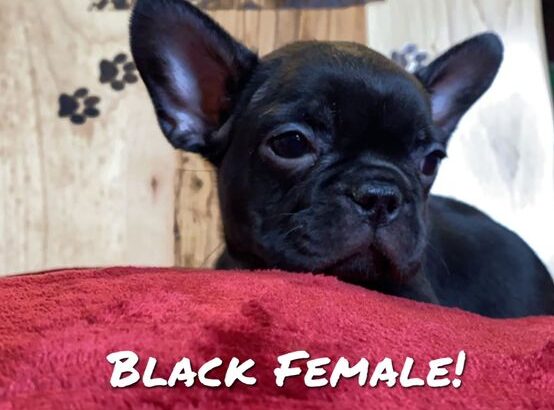 French Bulldog Puppys !!! 6 Left!