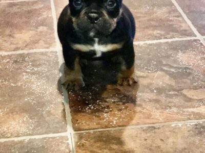 Micro exotic bully pups