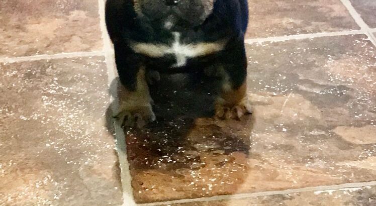 Micro exotic bully pups