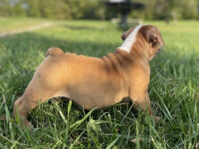 Old English Bulldogge