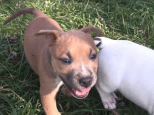 6 weeks pit bull puppies