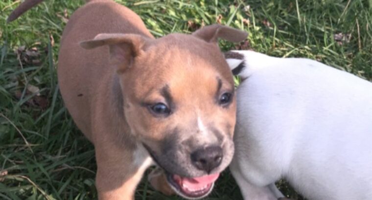 6 weeks pit bull puppies