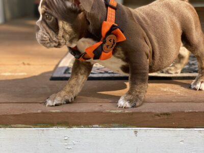 Beautiful English bulldog pup