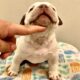 Exotic bully puppy male 3k