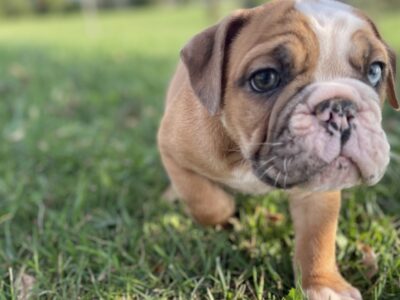 Old English Bulldogge