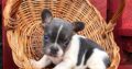 French bulldog pups available!