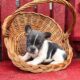 French bulldog pups available!