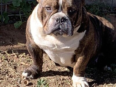 Female exotic bully