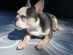 French Bulldog (Male) Merle Blue Tan – For Sale –