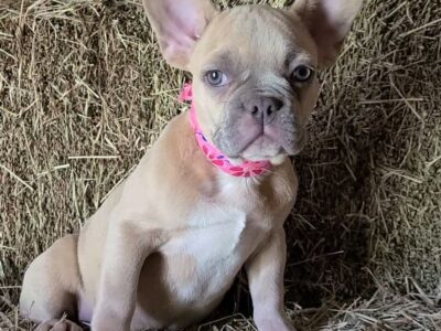 AKC Frenchie Puppies looking for a home