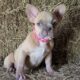 AKC Frenchie Puppies looking for a home