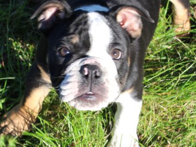 English Bulldog Beagle Puppies