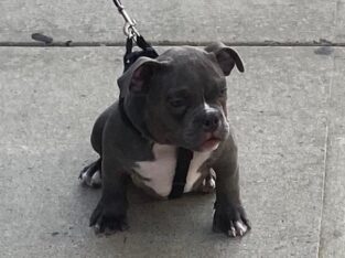 ABR registered Exotic micro bully