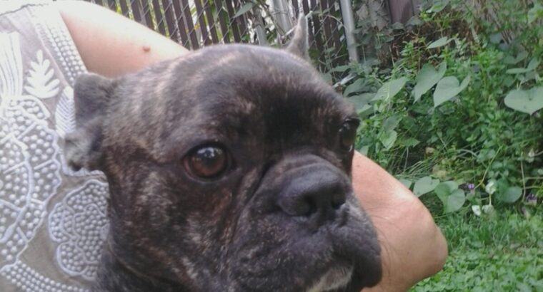 Male Faux Frenchie, Brindle