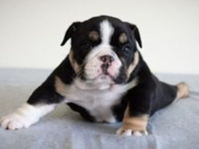 Short English Bulldog Female puppy Black tri (Elsa