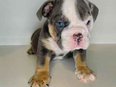 Male English bulldog