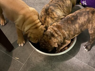 Olde English Bulldog puppies