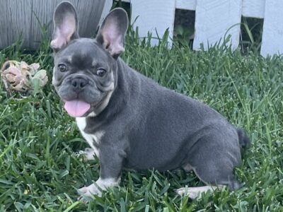 Blue and Tan Male Frenchie pup