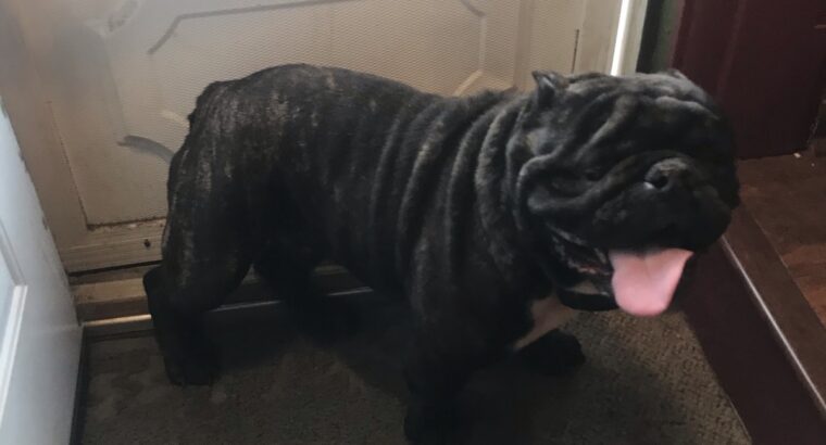 Exotic male bully no papers