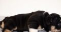 Short English Bulldog Female puppy Black tri (Elsa