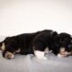 Short English Bulldog Female puppy Black tri (Elsa