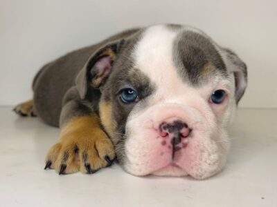 Male English bulldog