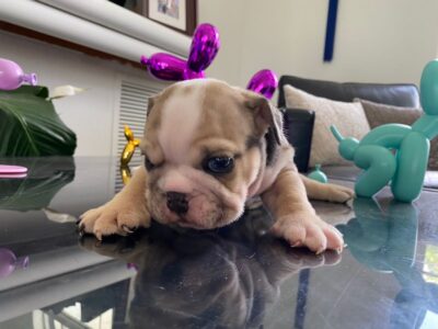 English Bulldog male