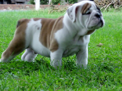 Pure English Bulldog Puppies Wrinkles!